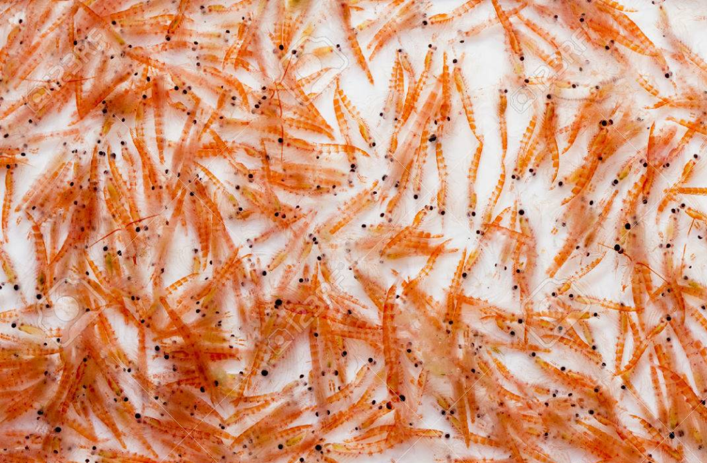 Tác dụng của Omega 3 Krill đối với sức khỏe